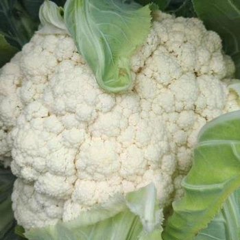 【斤】有机花菜